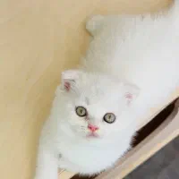 گربه فندق