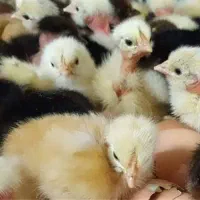 بار جدید جوجه مرغ گردن لخت