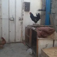 یک عدد خروس گلین اصل جوان  به فروش می رسد