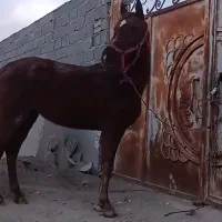 اسب مادیون عرب ایرانی