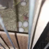 عروس هلندی مولد|پرنده|پیشوا, |دیوار