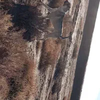 واگذاری سگ گله|سگ|میاندوآب, |دیوار