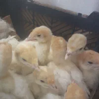 بوقلمون بیوتی یک ماهه