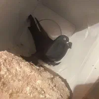 کفتر قره لوطی|پرنده|ایلخچی, |دیوار