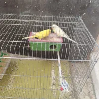 عروس هلندی مرغ عشق طوطی برزیلی|پرنده|یاسوج, |دیوار