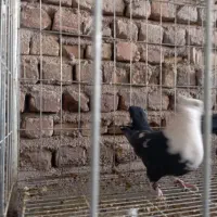 کله سفید کربلایی یکتی|پرنده|اهواز, کمپلو شمالی|دیوار