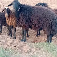 یک عدد قوچه ۳ساله|حیوانات مزرعه|فرمهین, |دیوار