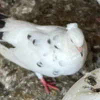 کبوتر بوشهری|پرنده|بندر کنگان, |دیوار