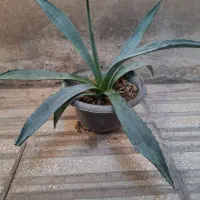 گل و گیاه طبیعی|گل و گیاه طبیعی|الوند, |دیوار