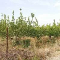 فروش زمین باغی بسطام