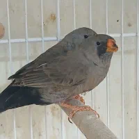 فنچ شارکول