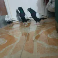 فروش سینه و دمبی ..همه نر