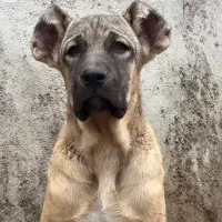 سگ ۵ماهه نر سراب