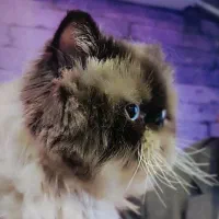 واگذاری گربه پرشین هیمالین