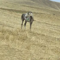 اسب نر