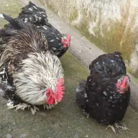 مرغ خروس معاوضه با کبوتر