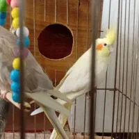 سه تا عروس و دوتا جوجه|پرنده|ری, هاشم‌آباد|دیوار