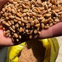 گندم بذری بوجاری شده دانه درشت بذر اراز ۳۱۰۰۰