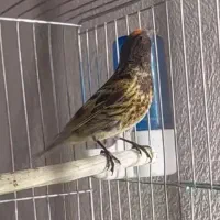 زرد پر سهره گل بسرپیام بدین