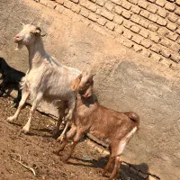 بز و بزغاله|حیوانات مزرعه|پیشوا, |دیوار