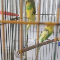 یک جفت مرغ عشق|پرنده|اسدآباد, |دیوار