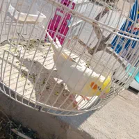 عروس هلندی لوتینو