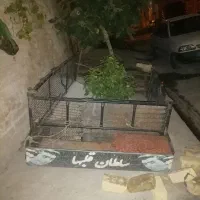 اتاق  وانت پیکان