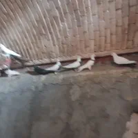 ۲۰ عددطوقی سرخ با ۲۵ عدمسیاه وسرکی  سالم وشاداب|پرنده|شراء, |دیوار