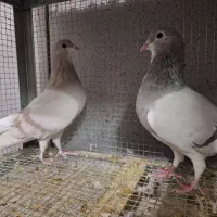 خرقه روس نقره ای|پرنده|اصفهان, عطار نیشابوری|دیوار