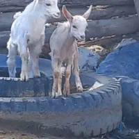 بزغاله شیری بز قوچ میش