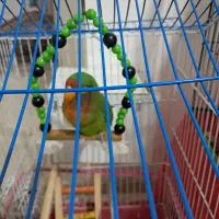 گوتول|پرنده|بم, |دیوار