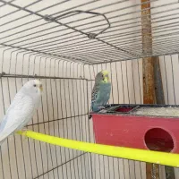 مرغ عشق سپیدان