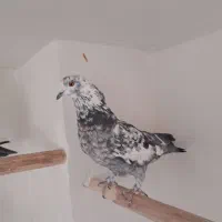 کبوتر سوسکی