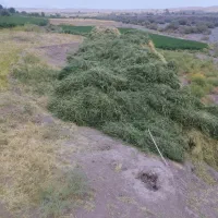 بیده دست پیچ تمیز بردسیر