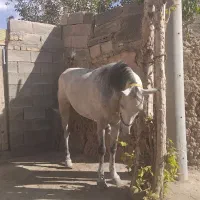 مادیان سرخون