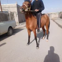 فروش