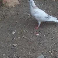 کفتر جوجه سار هفترنگ و سار سرور نر