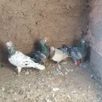 کفترا داورزن|پرنده|داورزن, |دیوار