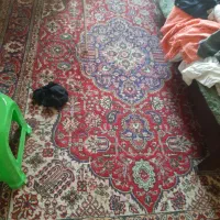 فرش دست بافت .قدیمی .رنگ لاکی