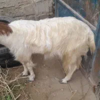 دو عدد بز|حیوانات مزرعه|ایرانشهر, |دیوار