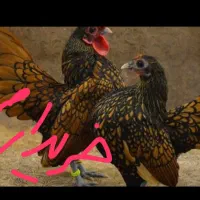 مرغ مینیاتوری