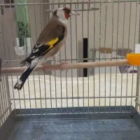 سهره جوجه سال