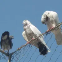 کبوتر پرشی گرو ساعت سنگین و جوجه هیچ پر
