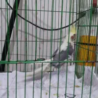 عروس معاوضه با۲جفت مرغ عشق باجوجه|پرنده|فردیس, شهرک وحدت|دیوار