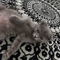 اسکاتیش. دونیم ماهه|گربه|قم, زنبیل آباد|دیوار