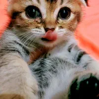 گربه اسکاتیش|گربه|تهران, سردارجنگل|دیوار