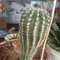 سلام این گلهابه فروش می‌رسد|گل و گیاه طبیعی|زبرخان, |دیوار