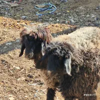 ۲ راس بره ماده داشتی بهمن بیگی|حیوانات مزرعه|شیراز, شاپورجان|دیوار