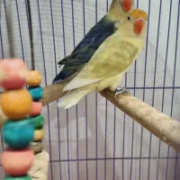 جفت طوطی های برزیلی مولد|پرنده|اهواز, دانشگاه چمران|دیوار