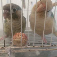 جفت گرینچیک  تراکوییس